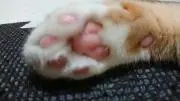 けんけん