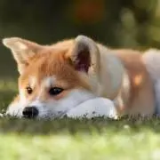即購入OKの画像