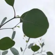 ポポラスの画像