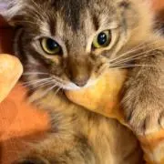 Neko’s Share