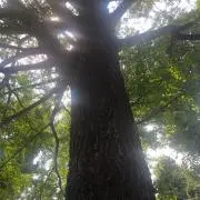 べべべの画像