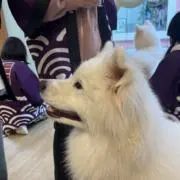 Kの画像