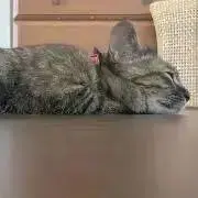 かれちゃ