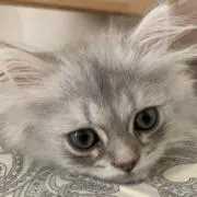 じじだい