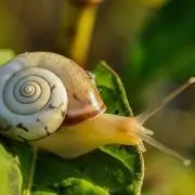 カタツムリの画像