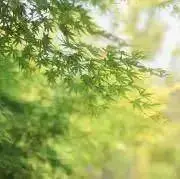 いっちーの画像