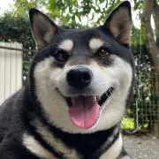 黒柴の画像