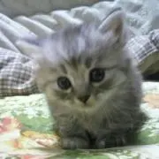もーちゃんの画像