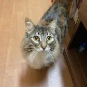 りの画像