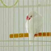 pi