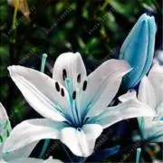 lily