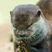たのんます