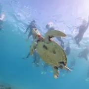 laylamamaの画像