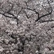 カメちゃんの画像