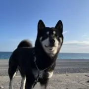ケンボイの画像