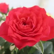 さぁーみぃー⭐の画像