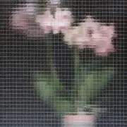 おの画像