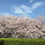 めーの画像