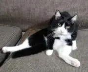 NANAの画像