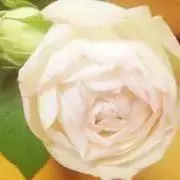 A☪︎*。꙳の画像