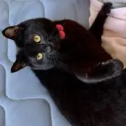ぴの画像