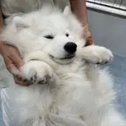 ゆらぐるの画像