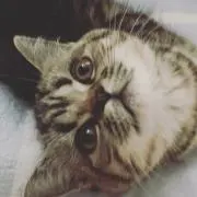 LEE