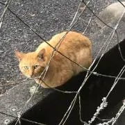 Tomo