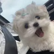 猫の画像