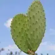 ハピネスの画像