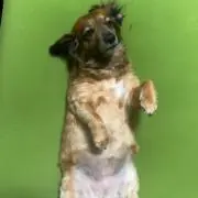 かとかと