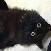 ぬこの画像