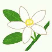 はなみかん