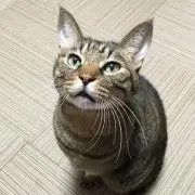 ももかんの画像