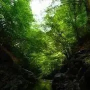 ぽんの画像