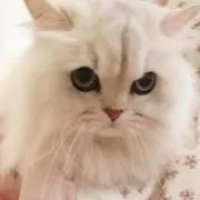 petit ❤︎ rubanの画像