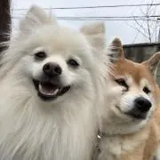 はなまるの画像