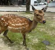 シロキチの画像