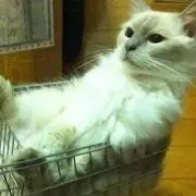 ごまの画像