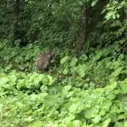 Hatsuの画像