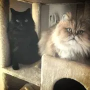 ココ