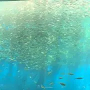 そう