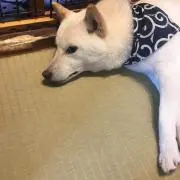 だんごの画像