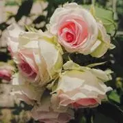 ＊Ｇａｒｄｅｎ＊の画像
