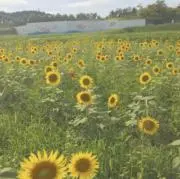 るるの画像