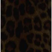 みの画像