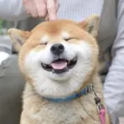 はなの画像