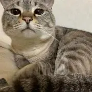 あずきの画像