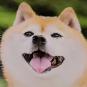わんころ