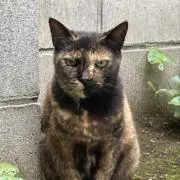 nappeの画像